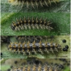 melit phoebe larva4 volg3